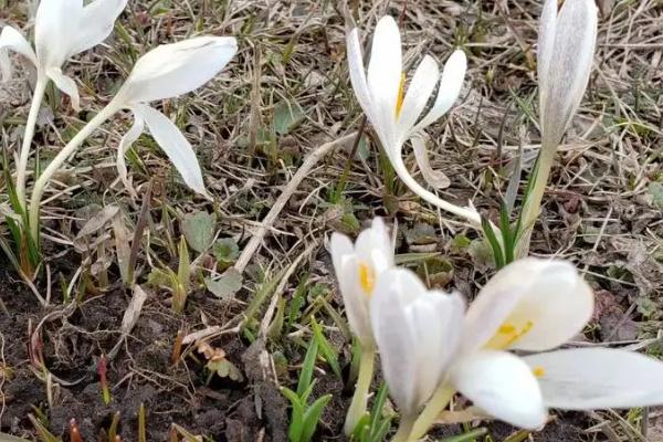 北方冬天室内适合养什么花，可选雪莲花、长寿花、顶冰花等