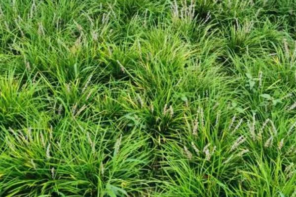 像韭菜一样的植物是什么草，可能是麦冬、天鹅绒草等