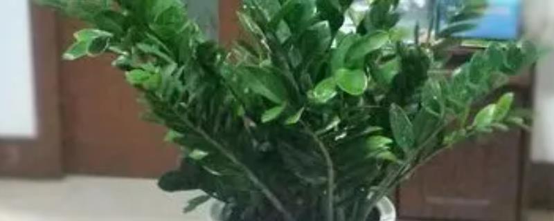 金钱树的皱纹怎么处理，需适度适量浇水
