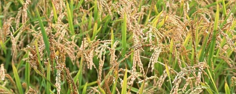 港辐粳16水稻种子特点，属晚熟品种