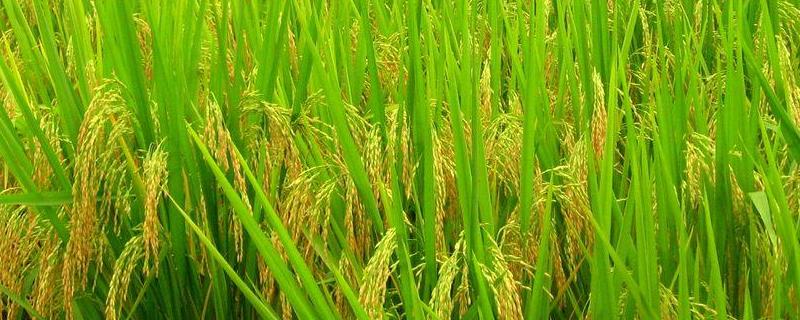 粤泰油占水稻品种简介，感温型常规稻品种