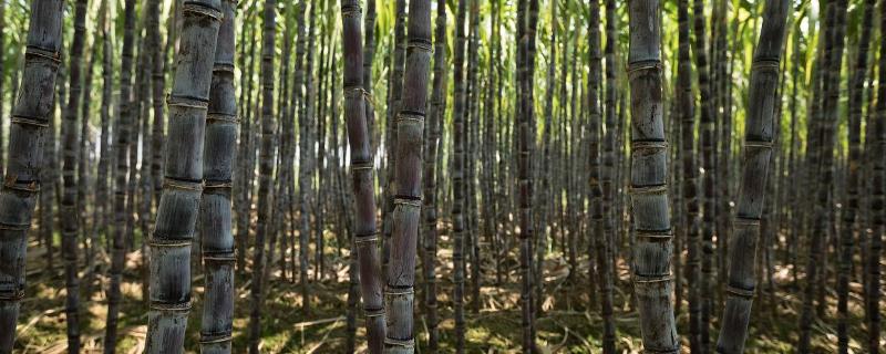 怎么种植甘蔗，对种苗消毒后再栽种