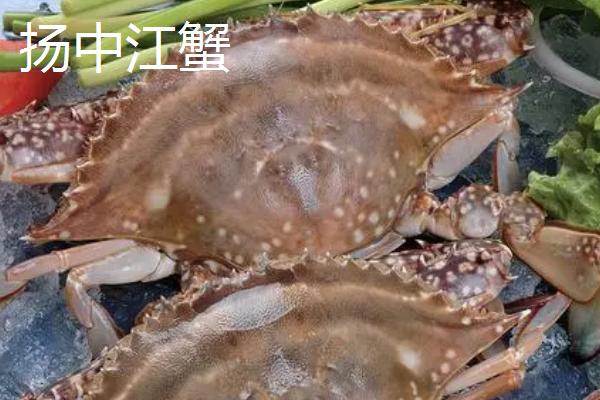 江苏扬中市的特产，扬中河豚味美绝伦