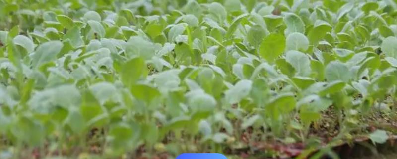 过期牛奶能浇蔬菜吗，正确施用可当肥料浇蔬菜