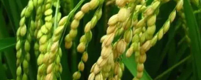锦花优908水稻种子特征特性，综合防治病虫害