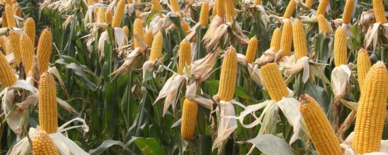 正玉998玉米种子简介，播前注意防治地下害虫
