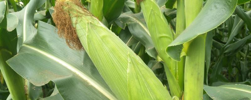 延科158玉米品种的特性，适宜播种期6月15日以前