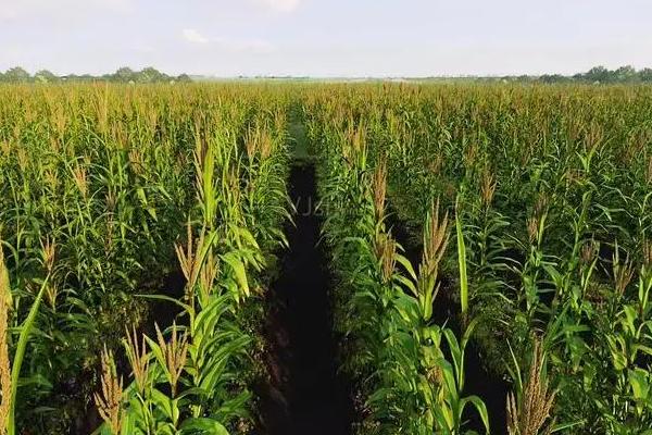 伟育187玉米品种的特性，密度5000株/亩左右
