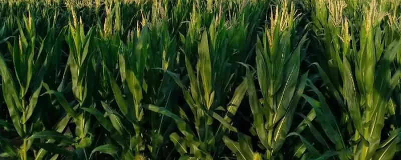 SN211玉米种子特点，生育期132天