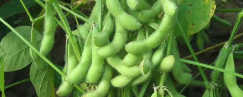 北兴2号大豆种子简介，小麦收获后立即犁地播种