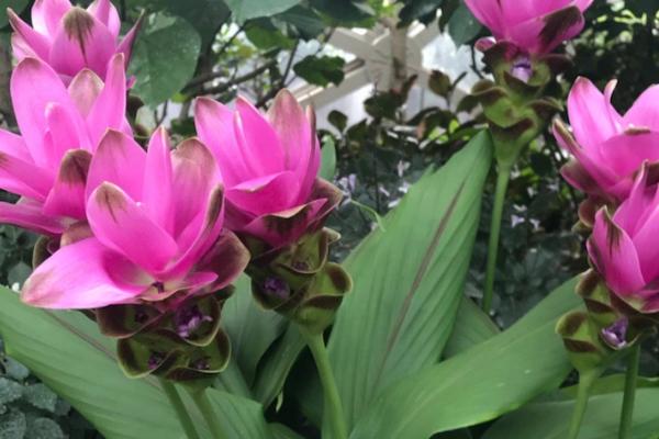 怎样繁殖姜荷花，可播种、种球或分球繁殖