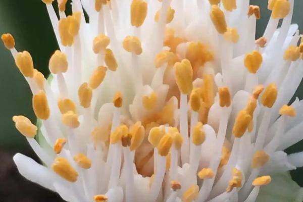 虎耳兰不开花的原因，缺光、缺肥、土壤碱化会引发此类现象