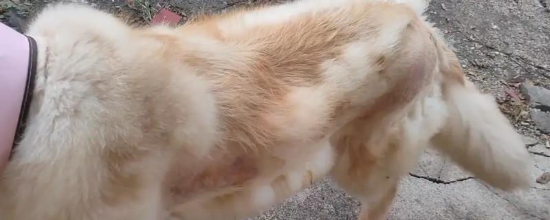金毛犬皮肤病症状，分为真菌性、细菌性、寄生虫性皮肤病