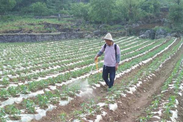 用什么除草剂可以防治饭包草，可以用二甲四氯、灭草猛等