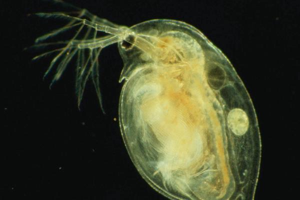 水蚤属于什么生物，是多细胞生物