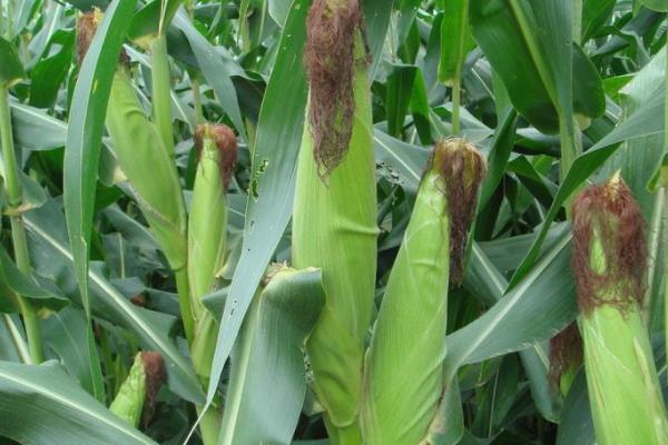 金华瑞T82玉米品种的特性，适宜播期4月下旬至5月上旬