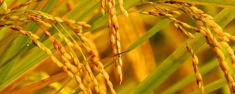 川6优713水稻品种简介，全生育期151.6天