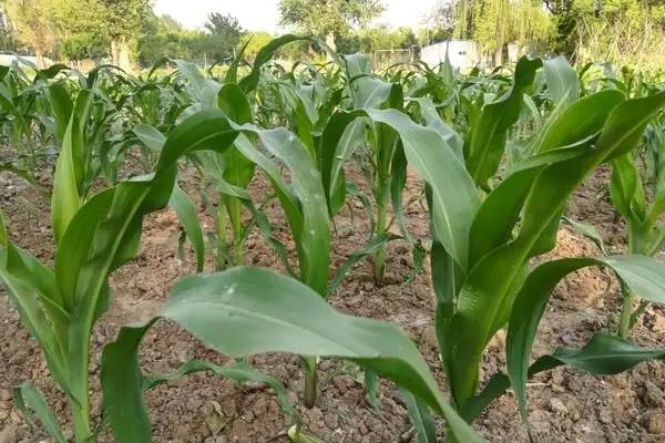 双甜318玉米种子简介，栽培密度每亩3500株