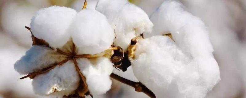 邯818棉花种子简介，属转基因抗虫常规晚春播棉品种