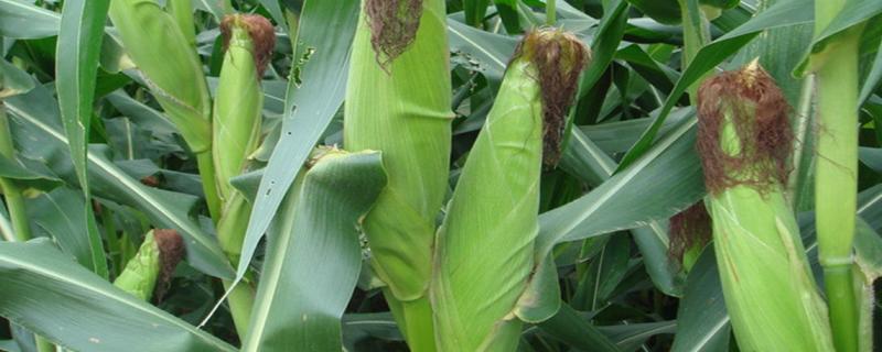 迪卡556玉米种子特征特性，中抗丝黑穗病（9.3%MR）