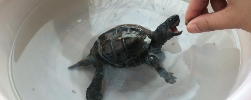 乌龟养多久可以出售，出售时间通常需要根据它的用途而定