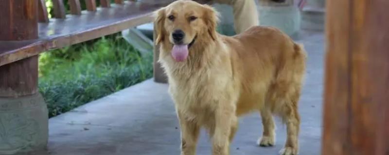 金毛寻回犬的价格，纯种的估计价格上万元