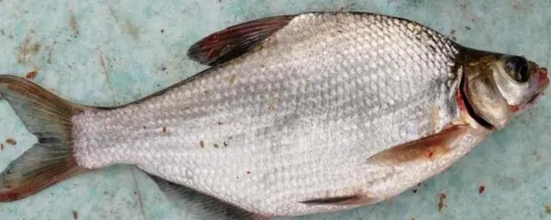 鳊鱼的生活习性和特点，具有草食性且生长快等特点