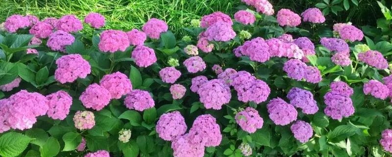 鲜花有哪些花语，不同种类的鲜花花语不同