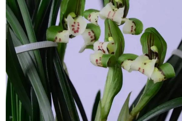 兰花发芽和生长是几月，3月份进入到发芽期