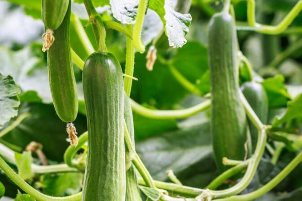 六月份适合种植的农作物，适合种黄瓜、南瓜、红薯等