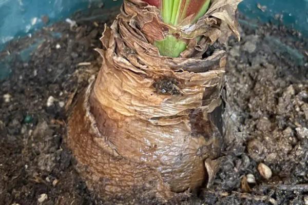 吡虫啉怎么给花卉灌根杀虫，按照比例兑水浇灌到根部即可