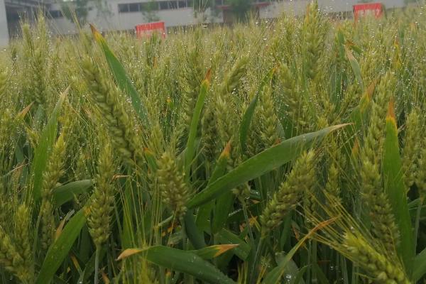 安科157小麦品种简介，比对照品种低5厘米