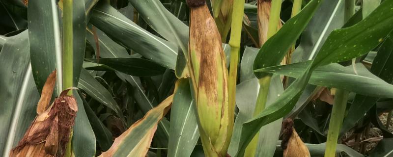 夏蜜甜玉米玉米品种的特性，高抗小斑病