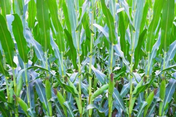 华农138玉米品种的特性，亩种植密度5500株