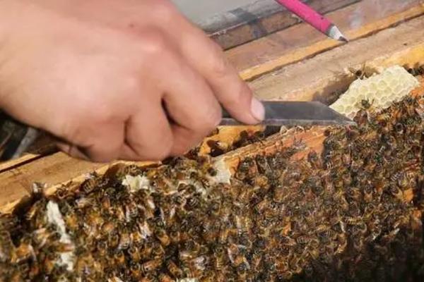 蜜蜂养殖技术有哪些，以下几点需掌握