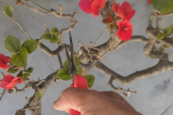 修剪三角梅的方法，将植株过于密集的枝叶剪疏