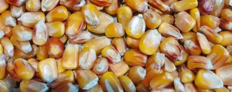 优迪919玉米种子特点