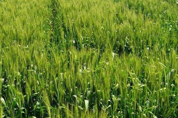 保麦218小麦品种简介，每亩有效穗42.7万