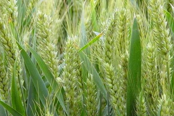 保麦218小麦品种简介，每亩有效穗42.7万