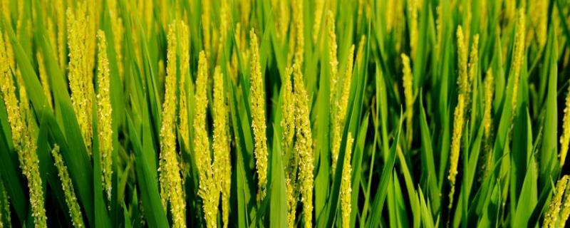 钱优9号水稻种子特征特性，两年平均全生育期127.2天