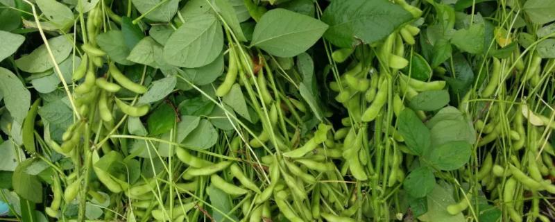 苏鲜豆22大豆种子特征特性，迟播适当增加播种量
