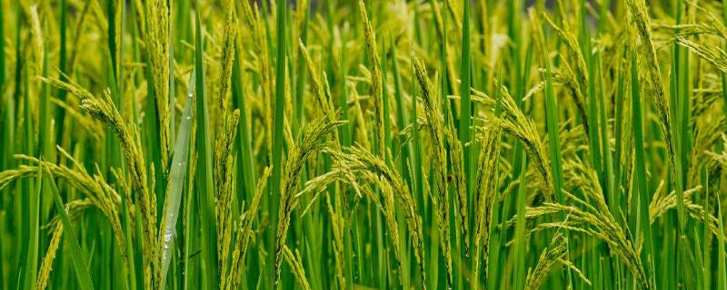 深优9789水稻种子特点，插植密度20厘米×23厘米
