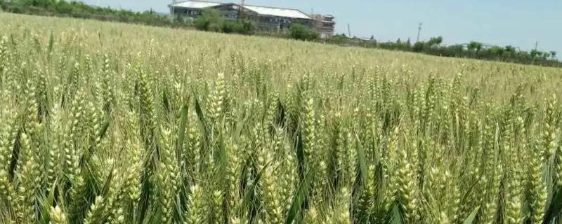 宛麦21小麦种子特征特性，一般中等以上肥力田