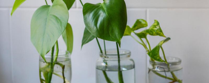 绿萝的水培方法，水质一定要好