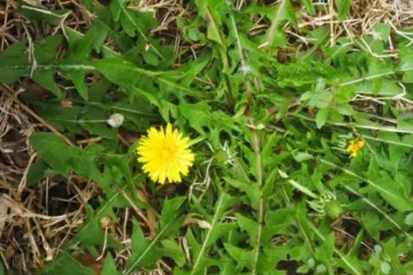 哪些植物是须根系，包括茑萝、甘蔗、狗尾草等品种