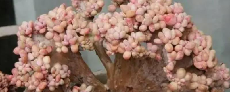 多肉怎么形成缀化，因受到外界的刺激而发生变异