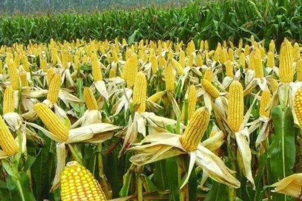 陇单339玉米品种的特性，高抗茎基腐病和红叶病