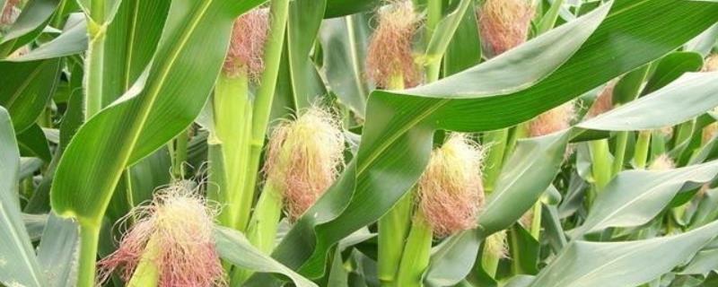 明凤159玉米品种的特性，高抗大斑病