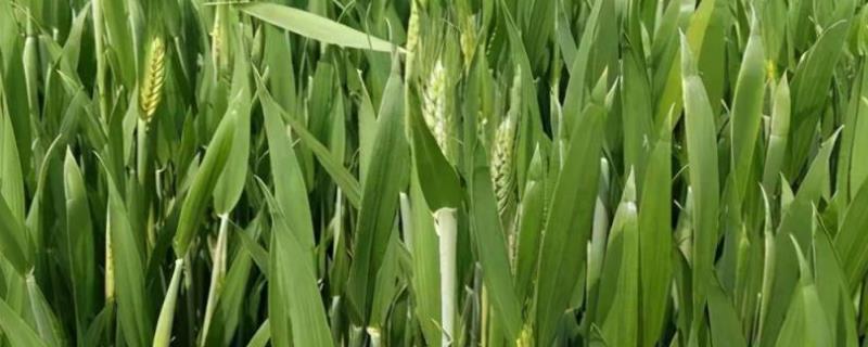 豫农416小麦种子介绍，全生育期225.8天
