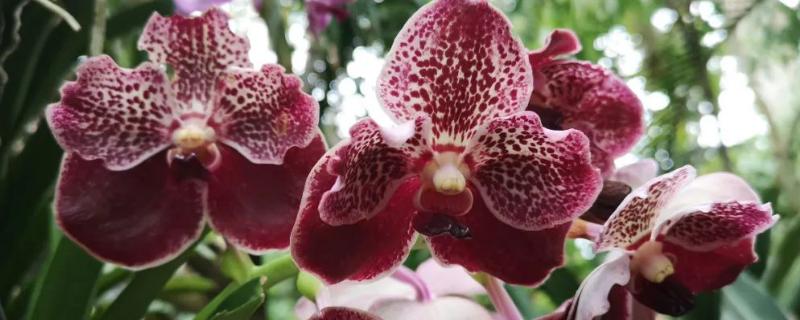 万代兰常见的虫害及防治方法，常见的有蚧壳虫、粉虱等